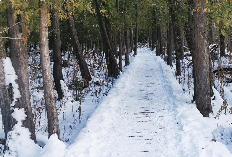 Un chemin enneigé dans une forêt.