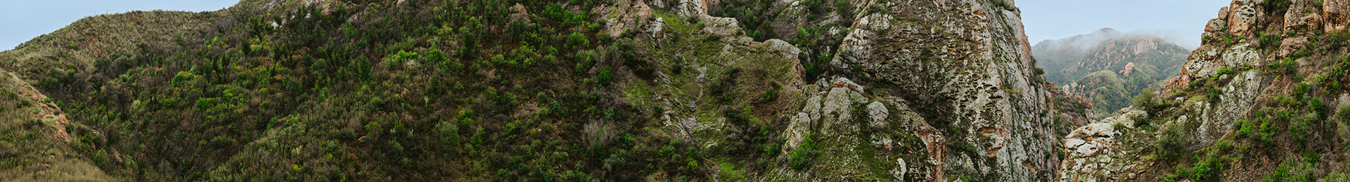 A rocky hillside with bushes and trees.