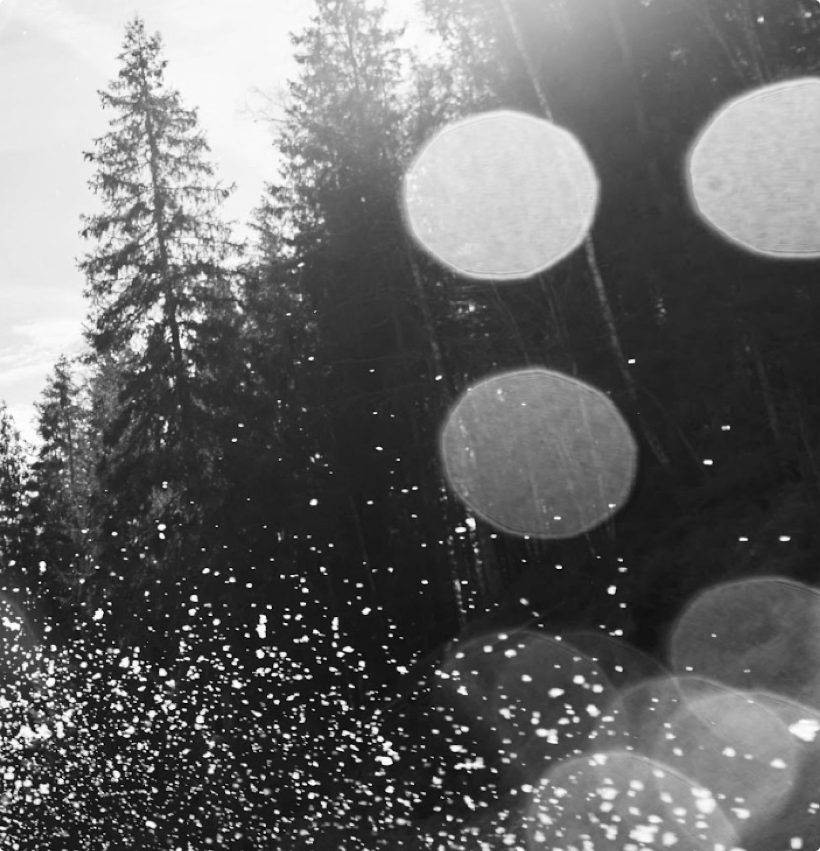 Texto Promo sobre fondo invernal nevado con pinos