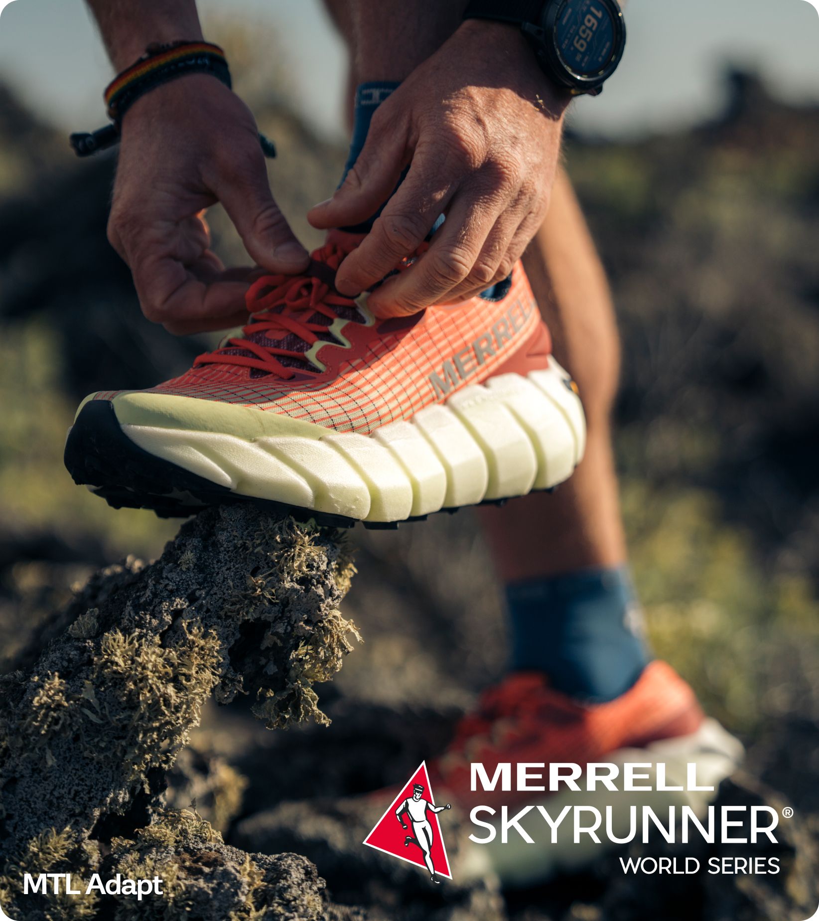 Dolphin Jumping majestically