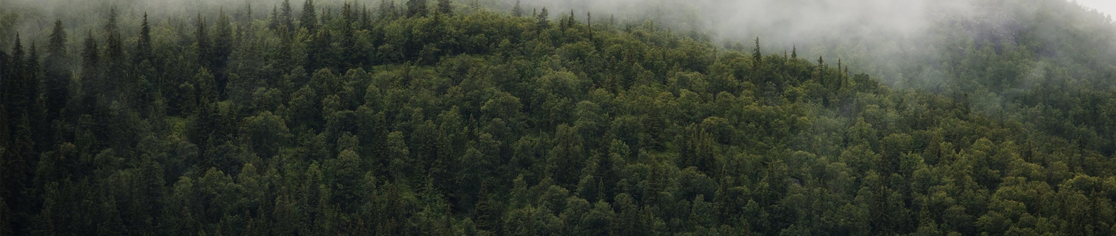 Forest and Fog