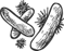 Bacteria