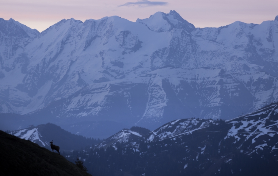 Aravis