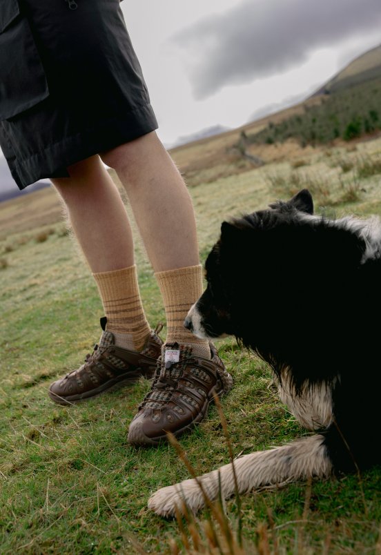 A person wearing Merrell Harris Tweed shoes walking on grass beside a sheepdog.