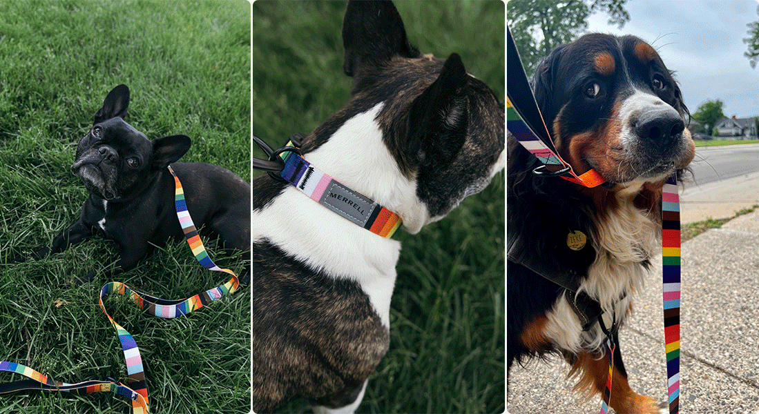 GIF of pride collection items and dogs with pride leashes.