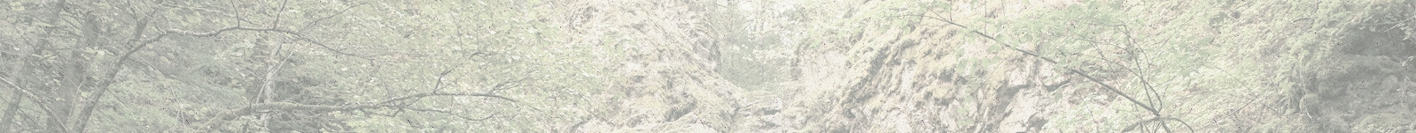 Forest and Waterfall